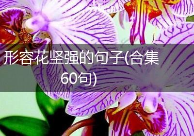 形容花坚强的句子(合集60句)
