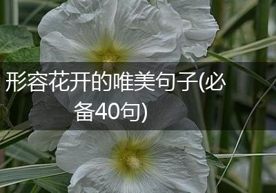 形容花开的唯美句子(必备40句)