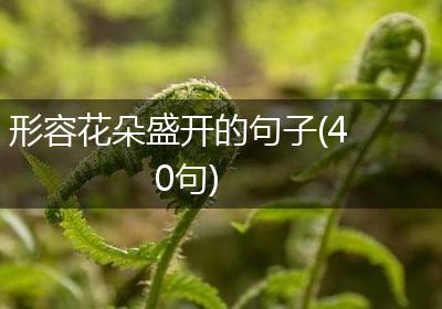 形容花朵盛开的句子(40句)
