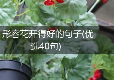 形容花开得好的句子(优选40句)