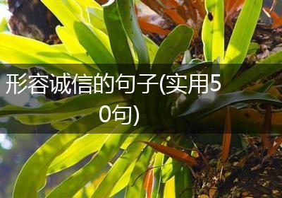 形容诚信的句子(实用50句)