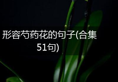 形容芍药花的句子(合集51句)