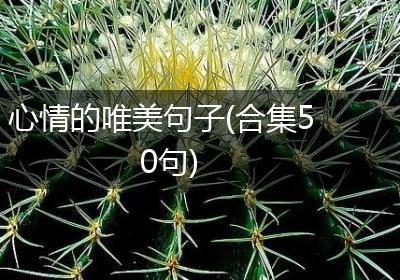 心情的唯美句子(合集50句)