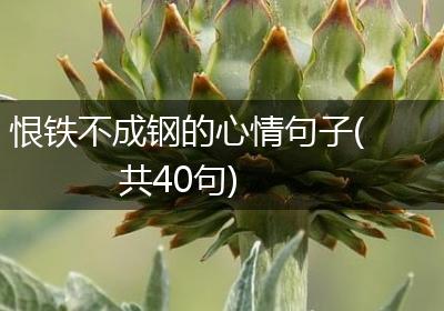 恨铁不成钢的心情句子(共40句)