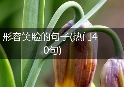 形容笑脸的句子(热门40句)