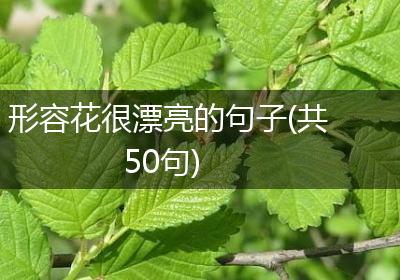 形容花很漂亮的句子(共50句)
