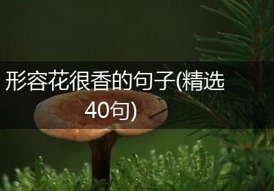 形容花很香的句子(精选40句)