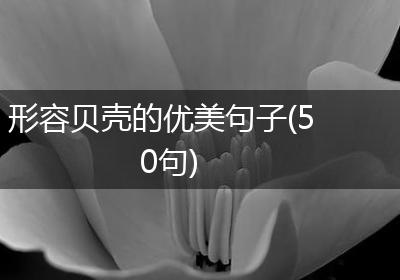形容贝壳的优美句子(50句)