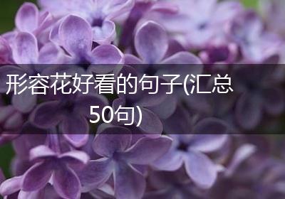 形容花好看的句子(汇总50句)