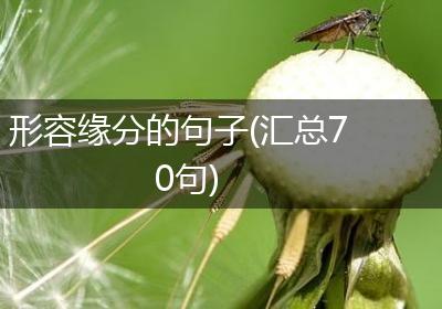 形容缘分的句子(汇总70句)