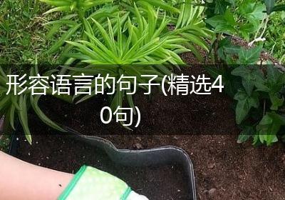 形容语言的句子(精选40句)