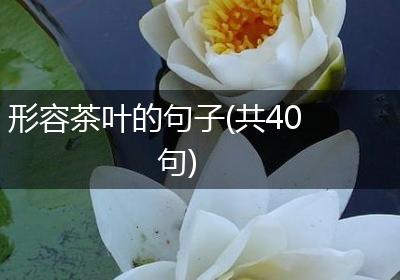 形容茶叶的句子(共40句)