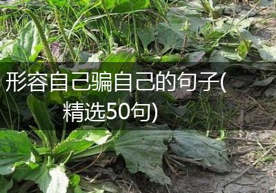 形容自己骗自己的句子(精选50句)
