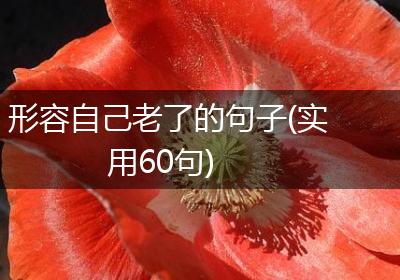 形容自己老了的句子(实用60句)