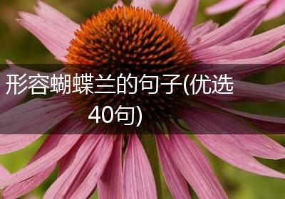 形容蝴蝶兰的句子(优选40句)