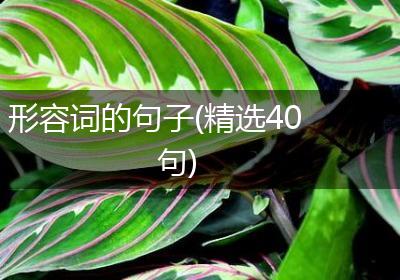 形容词的句子(精选40句)
