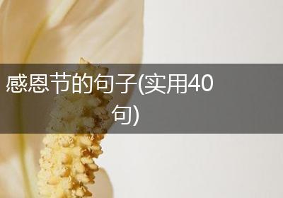 感恩节的句子(实用40句)