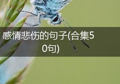 感情悲伤的句子(合集50句)