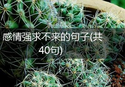 感情强求不来的句子(共40句)