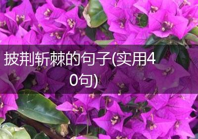 披荆斩棘的句子(实用40句)