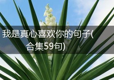 我是真心喜欢你的句子(合集59句)