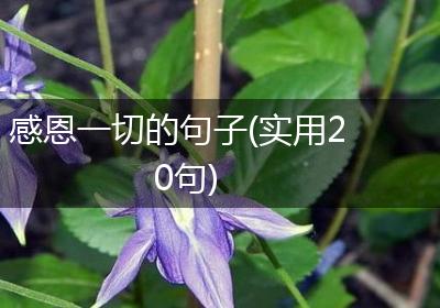 感恩一切的句子(实用20句)