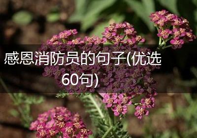感恩消防员的句子(优选60句)