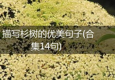 描写杉树的优美句子(合集14句)