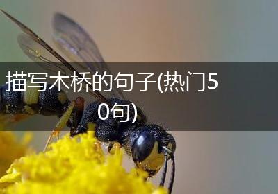 描写木桥的句子(热门50句)