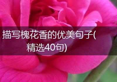 描写槐花香的优美句子(精选40句)