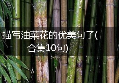 描写油菜花的优美句子(合集10句)
