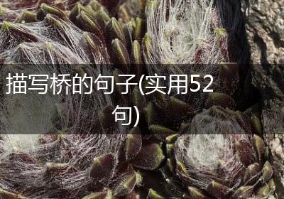 描写桥的句子(实用52句)