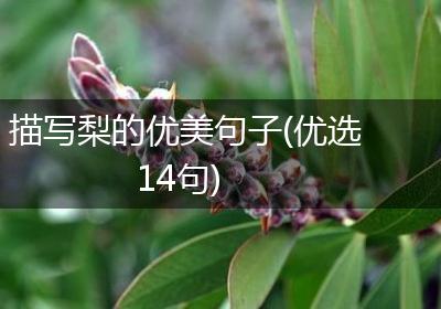 描写梨的优美句子(优选14句)