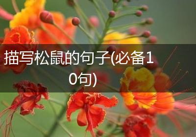 描写松鼠的句子(必备10句)