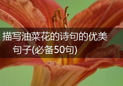 描写油菜花的诗句的优美句子(必备50句)