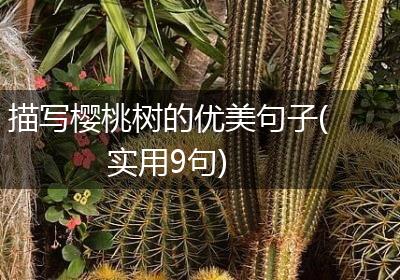 描写樱桃树的优美句子(实用9句)