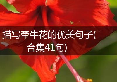 描写牵牛花的优美句子(合集41句)