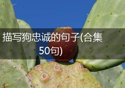 描写狗忠诚的句子(合集50句)
