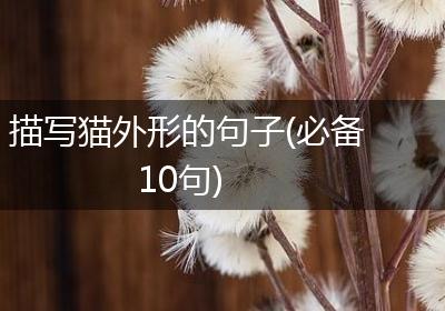 描写猫外形的句子(必备10句)