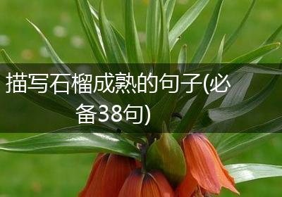 描写石榴成熟的句子(必备38句)