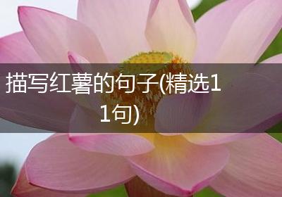 描写红薯的句子(精选11句)