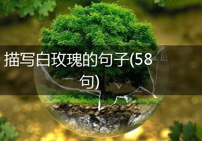 描写白玫瑰的句子(58句)