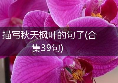描写秋天枫叶的句子(合集39句)