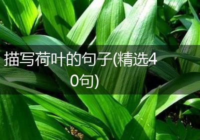 描写荷叶的句子(精选40句)