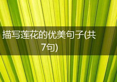 描写莲花的优美句子(共7句)