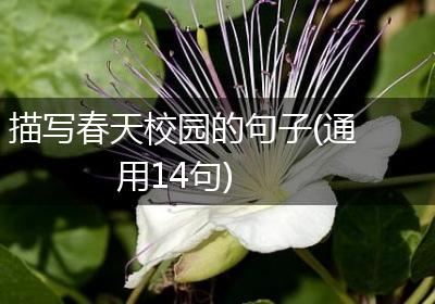 描写春天校园的句子(通用14句)