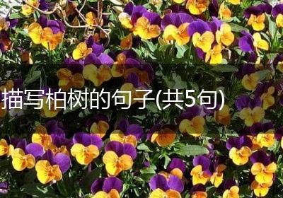 描写柏树的句子(共5句)