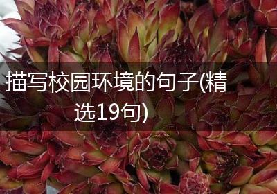 描写校园环境的句子(精选19句)