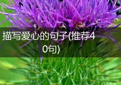描写爱心的句子(推荐40句)