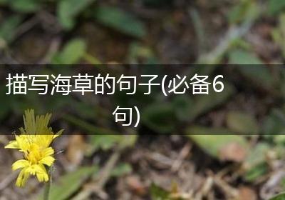 描写海草的句子(必备6句)